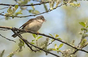 2018 February Highlights Gallery: Whitethroat (Sylvia communis) male perched on Willow branch in spring, Wiltshire