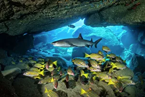 Snapper Prints: Whitetip reef shark (Triaenodon obesus) cruising over a school of Blue and gold snappers (Lutjanus viridis) in a cavern