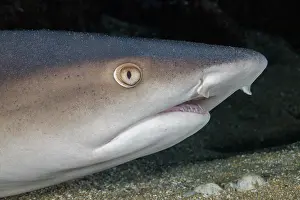 Hawaii Islands Prints: Whitetip reef shark (Triaenodon obesus) resting on seabed, Hawaii, Pacific Ocean