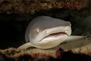 Hawaii Islands Prints: Whitetip reef shark (Triaenodon obesus) resting on seabed under reef