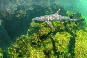 Whitetip reef shark (Triaenodon obesus) swimming in shallows, El Finado, Isabela Island, Galapagos Islands, Ecuador. Pacific Ocean