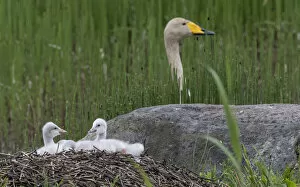 Whooper swan (Cygnus cygnus) chicks on nest, female in background. Jyvaskyla, Finland