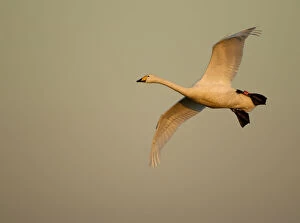 Whooper Swan (Cygnus cygnus) in flight. Caerlaverock WWT, Scotland, Solway, UK, January