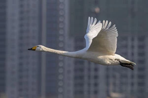 Whooper swan (Cygnus cygnus) in flight with buildings behind, Sanmenxia, Henan province