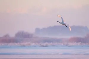 Whooper swan (Cygnus cygnus) in flight over frozen lake at dusk, Lancashire, UK December