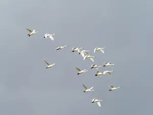 Whooper swan (Cygnus cygnus) flock in flight, migrating over Ambleside, Lake District, Cumbria, UK. March