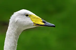 Captive Prints: Whooper swan (Cygnus cygnus) head portrait, France. October. Captive