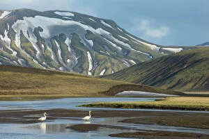 Habitat Gallery: Whooper swan (Cygnus cygnus) in landscape of Landmannalaugar, Iceland, June