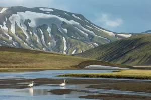 Whooper swan (Cygnus cygnus) in landscape of Landmannalaugar, Iceland, June