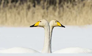 Ignoring Prints: Whooper Swan (Cygnus cygnus) male and female facing in opposite directions