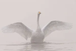 Stretching Gallery: Whooper swan (Cygnus cygnus) outstretching its wings, Sanmenxia, Henan province, China