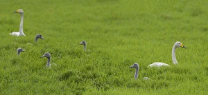 Whooper swan (Cygnus cygnus) pair with cygnets in grassland. Uurainen, Finland. July
