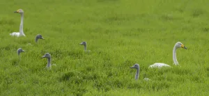 Cygnets Prints: Whooper swan (Cygnus cygnus) pair with cygnets in grassland. Uurainen, Finland. July