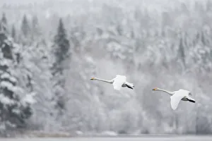Whooper swan (Cygnus cygnus) pair in flight in snowy landscape, Finland, November