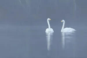 Images Dated 2014 November: 21 Nov 2014 Collection