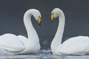 Symmetry Prints: Whooper swan (Cygnus cygnus) pair on loch in heart shape, Cairngorms National Park