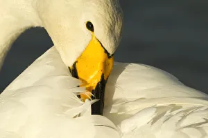 Yellow Collection: Whooper Swan (Cygnus cygnus) preening, Caerlaverock WWT, Scotland, Solway, UK, January