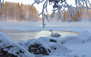 Whooper swan (Cygnus cygnus) on river in winter, Finland, January Whooper swan (Cygnus cygnus) on river in winter, Finland, January