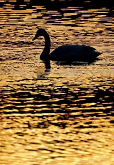 Anatidae Gallery: Whooper swan (cygnus cygnus) silhouette at sunrise, Loch Insh, Cairngorms NP, Kincraig