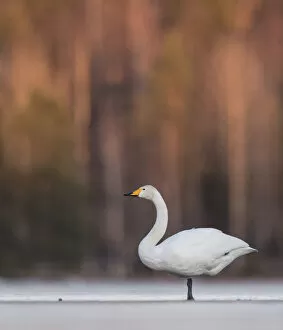 Whooper swan (Cygnus cygnus) in snow. Jyvaskyla, Central Finland. March