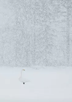 Images Dated 16th February 2014: Whooper swan (Cygnus cygnus) standing alone in snow storm, Hokkaido Japan February