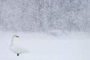 Whooper Swan (Cygnus cygnus) standing in snowfall, Hokkaido, Japan, February