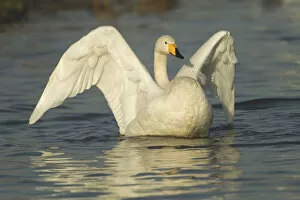 Whooper Swan (Cygnus cygnus) stretching its wings on water. Caerlaverock WWT, Scotland