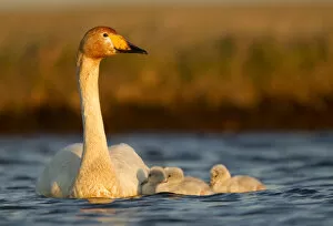 Images Dated 6th June 2011: Whooper Swan (Cygnus cygnus) on water with cygnets. Iceland, June