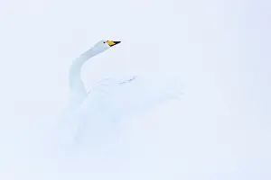True Swan Prints: Whooper swan (Cygnus cygnus) in winter, Iceland. February
