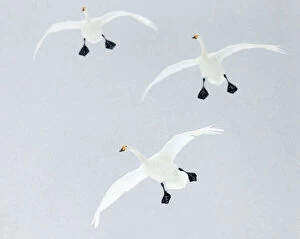 Anseriformes Gallery: Whooper swans (Cygnus cygnus) three coming into land, Hokkaido, Japan, February