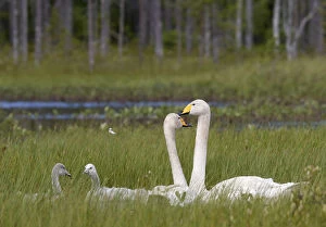 Anseriformes Gallery: Whooper swans (Cygnus cygnus) and cygnet, Vaala, Finland, July