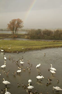 Images Dated 14th January 2011: Whooper Swans (Cygnus cygnus), ducks and wigeon feeding in the estuary, Caerlaverock WWT