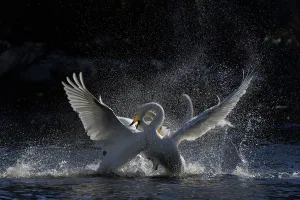 Whooper swans (Cygnus cygnus) fighting, Finland, April