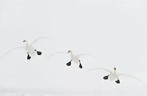 Three Whooper swans (Cygnus cygnus) in flight, Lake Tysslingen, Sweden, March 2009 WWE BOOK