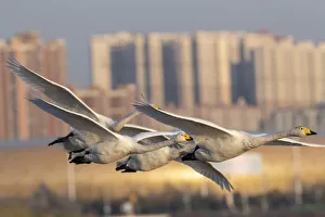 Three Prints: Whooper swans (Cygnus cygnus) in flight with cityscape behind, Sanmenxia, Henan province