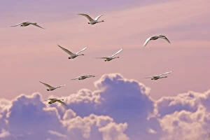 Tranquility Gallery: Whooper swans (Cygnus cygnus) in flight at dusk, Lancashire, UK