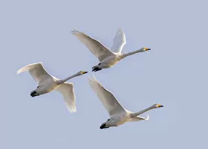 Whooper swans (Cygnus cygnus) in flight, Sanmenxia, Henan province, China