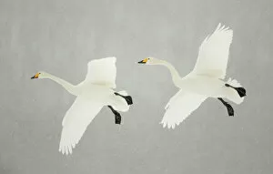 Whooper swans (Cygnus cygnus) two in flight, during snowfall, Lake Kussharo, Japan