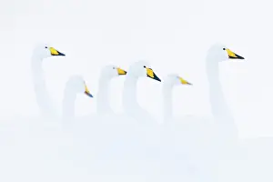 True Swan Prints: Whooper swans (Cygnus cygnus) flock in winter, Iceland. February