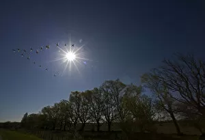 Whooper swans (Cygnus cygnus) flying in formation over oak trees, Matsalu National Park