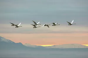 British Birds Collection: Whooper swans (Cygnus cygnus), flying at sunset, Caerlaverock Wildfowl & Wetland Trust WWT