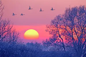 Tranquility Collection: Whooper swans (Cygnus cygnus) group in flight at dusk, Lancashire, UK December