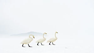 East Asia Collection: Whooper swans (Cygnus cygnus) group of three, camouflaged on frozen lake, Kussharo, Hokkaido Japan
