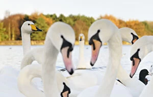 Groups Collection: Whooper Swans (Cygnus cygnus) and Mute Swans (Cygnus olor) close up on water. Scotland