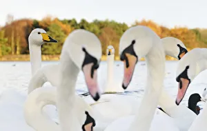 Whooper Swans (Cygnus cygnus) and Mute Swans (Cygnus olor) close up on water. Scotland