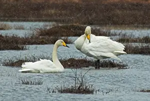 Lapland Prints: Whooper swans (Cygnus cygnus) pair on their breeding lake during a snowstorm