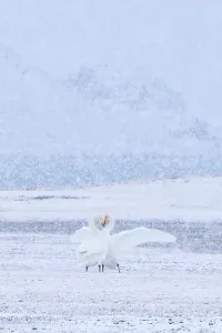 Christmas Prints: Whooper swans (Cygnus cygnus) pair engaged in courtship as snow falls