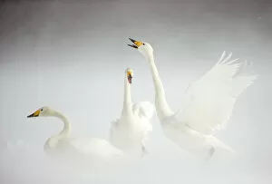Images Dated 23rd October 2019: Whooper Swans (Cygnus cygnus) in snow. Japan, February