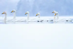 Whooper swans (Cygnus cygnus) on snow covered Loch Insh in winter, Cairngorms National Park, Scotland, UK. January