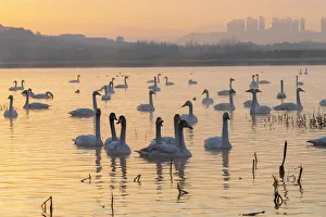 China Prints: Whooper swans (Cygnus cygnus) at sunset, Sanmenxia, Henan province, China